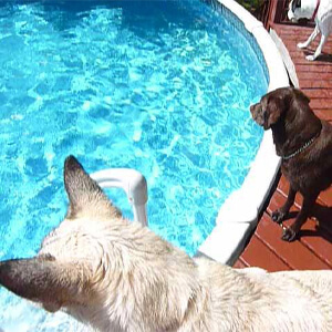 Luxury Dog Boarding Montreal