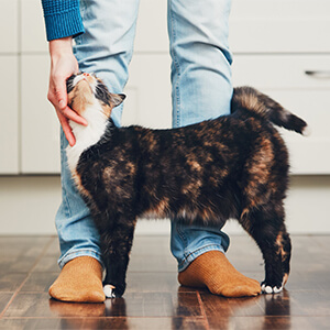 Reliable Dog Boarding in Montreal