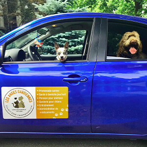 Trusted Dog Boarding
