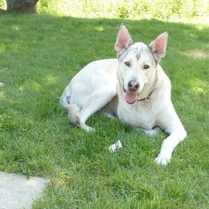 Ultimate Guide to Dog Boarding