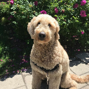 Best Dog Boarding Near Me in Montreal