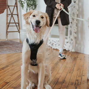 Best Puppy Boarding Near Me In Montreal
