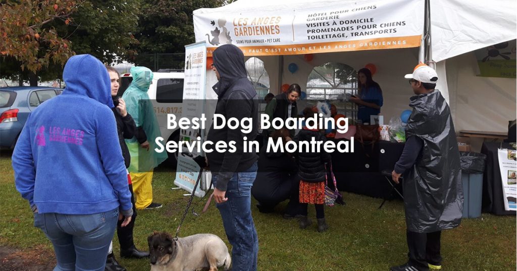 Best Dog Boarding Services in Montreal