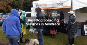 Best Dog Boarding Services in Montreal