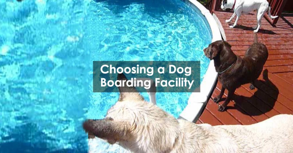 Choosing a Dog Boarding Facility