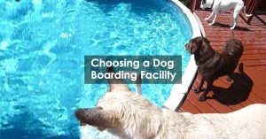Choosing a Dog Boarding Facility