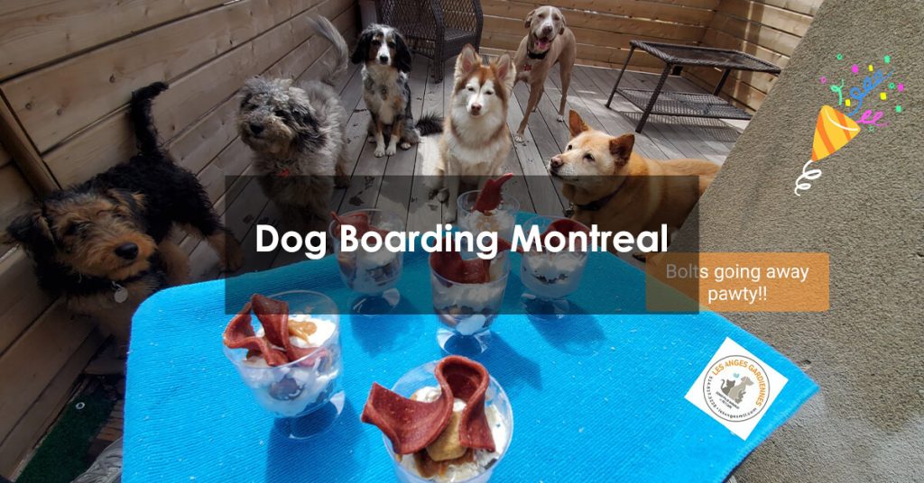 Dog Boarding Montreal