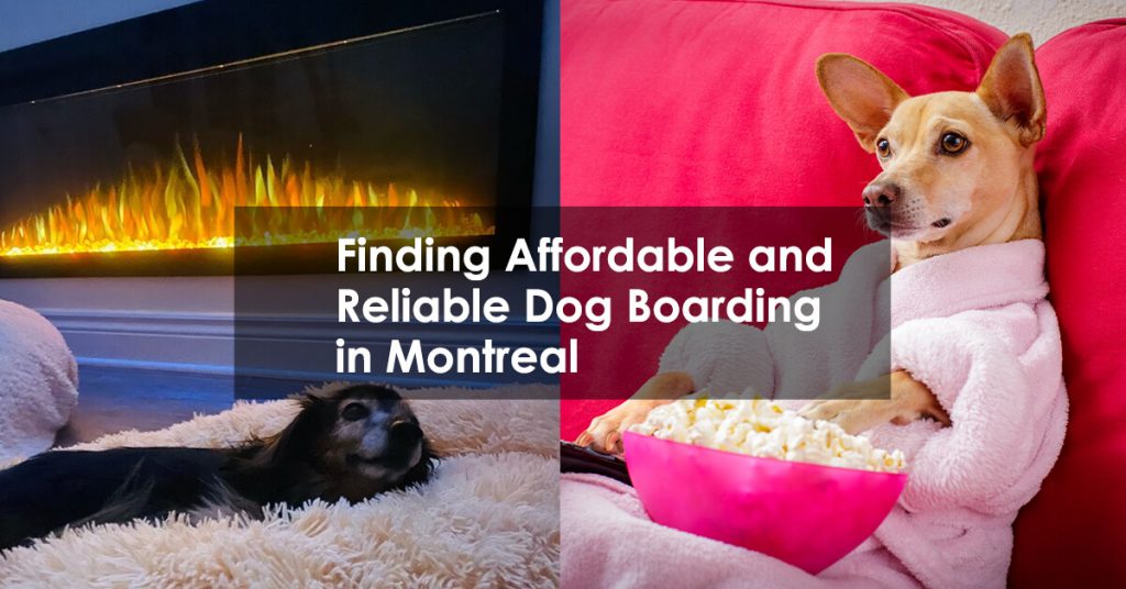 Reliable Dog Boarding in Montreal