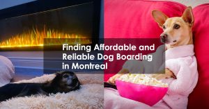 Reliable Dog Boarding in Montreal