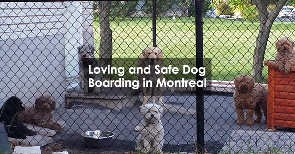 Loving and Safe Dog Boarding in Montreal