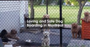 Loving and Safe Dog Boarding in Montreal