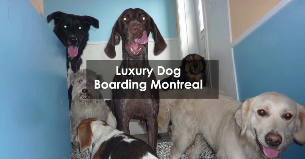 Luxury Dog Boarding Montreal