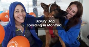 Luxury Dog Boarding in Montreal