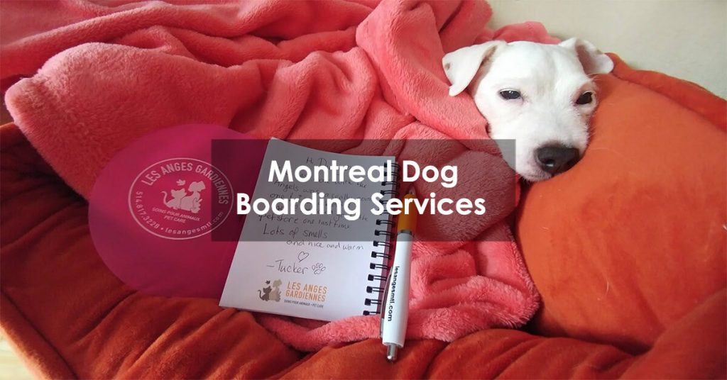 Montreal Dog Boarding Services