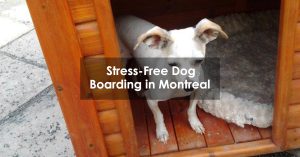 Stress-Free Dog Boarding in Montreal