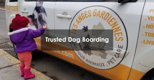 Trusted Dog Boarding