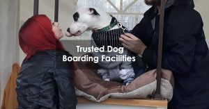 Trusted Dog Boarding Facilities