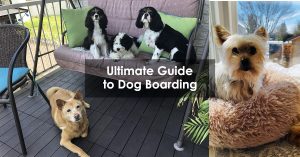 Ultimate Guide to Dog Boarding