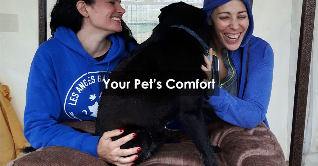 Your Pet’s Comfort
