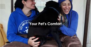 Your Pet’s Comfort