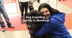 dog boarding facility in Montreal