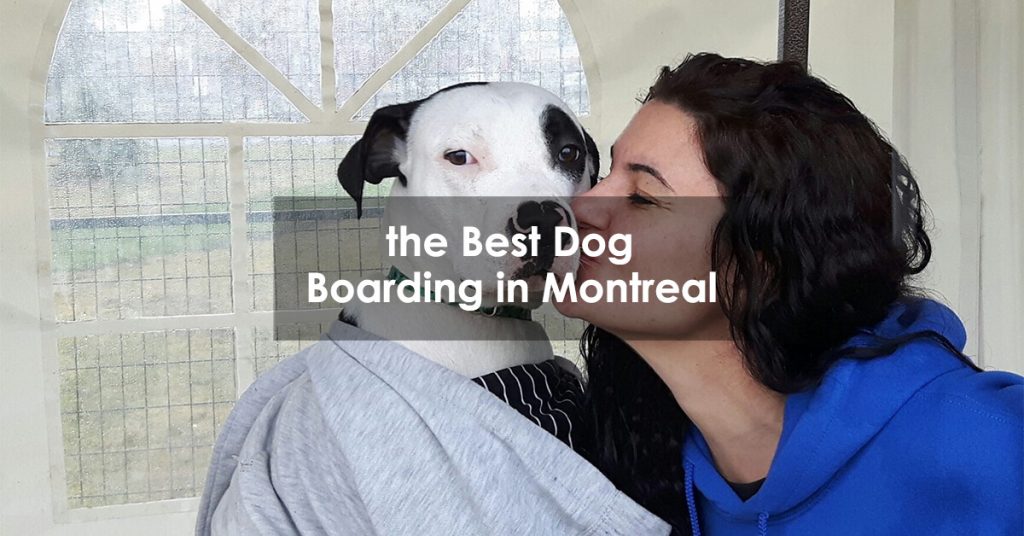 the Best Dog Boarding in Montreal