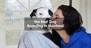 the Best Dog Boarding in Montreal