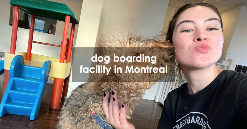 top dog boarding facility in Montreal