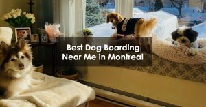 Best Dog Boarding Near Me in Montreal
