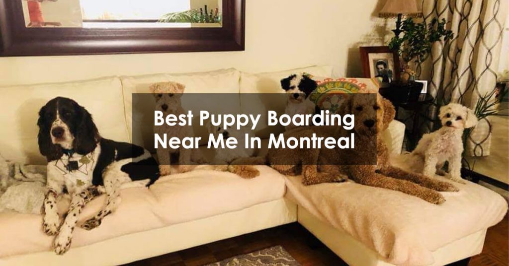 Best Puppy Boarding Near Me In Montreal